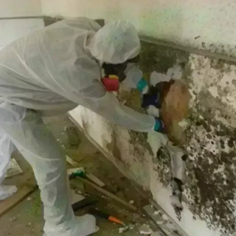 Mold Remediation and Removal in Constantine, MI